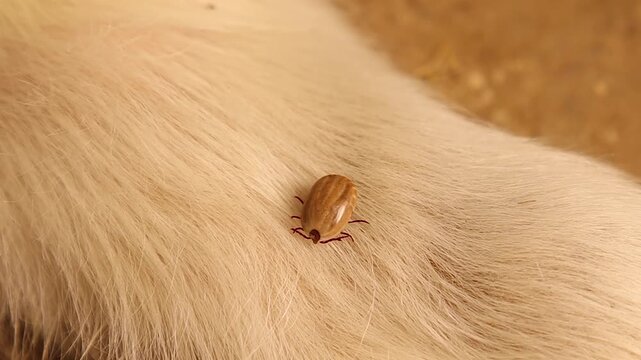 Close-up an engorged female tick attached to white dog fur, illustrating the danger of tick-borne diseases in pets. Ideal for veterinary, medical and public health education about zoonotic infections.