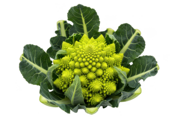 A vibrant romanesco broccoli, a fractal vegetable, isolated on transparent background, showcasing its unique geometric patterns and green leaves