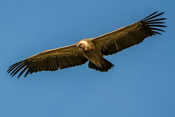 Buitre leonado en vuelo, en el parque natural de Cazorla, Segura y Las Villas.