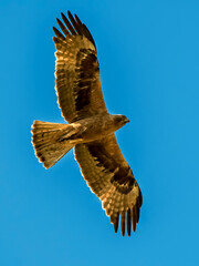 Águila Calzada en vuelo de caza, habitante común en el parque natural de Cazorla, Segura y Las Villas.