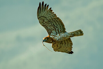 Águila culebrera con una culebra en el pico, en el parque natural de Cazorla, Segura y Las Villas.
