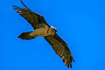 Quebrantahuesos en vuelo rasante, en el parque natural de Cazorla, Segura y Las Villas.