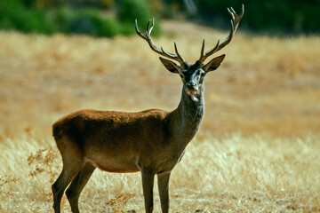 Ciervo en época de berrea, en el parque natural de Cazorla, Segura y Las Villas.