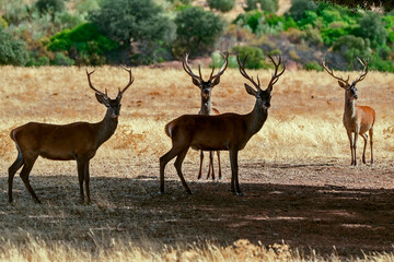 Ciervo en época de berrea, en el parque natural de Cazorla, Segura y Las Villas.