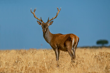 Ciervo en época de berrea, en el parque natural de Cazorla, Segura y Las Villas.