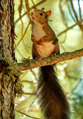 Ardilla común sobre un pino, en el parque natural de Cazorla, Segura y Las Villas.