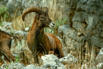 Espécimen de Muflón, en el parque natural de Cazorla, Segura y Las Villas.