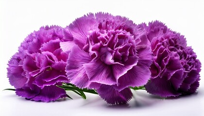 purple carnation isolated on a white background