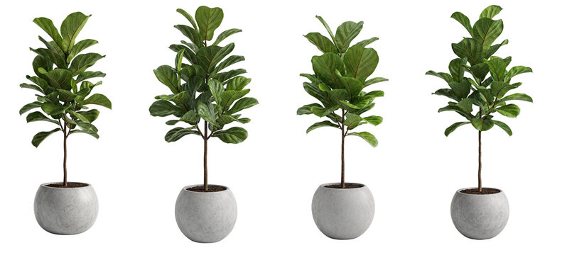 set of Fiddle leaf fig plant