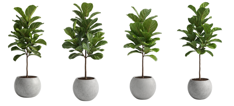 set of Fiddle leaf fig plant