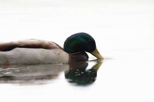 mentre piove nuoto