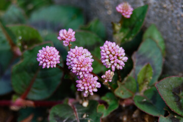 金平糖のようなヒメツルソバの花
