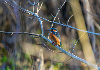 Eisvogel, Königsfischer, Alcedo atthis - wunderschöner Vogel in Deutschland an einem Fluß in München im Winter - selten in Städten