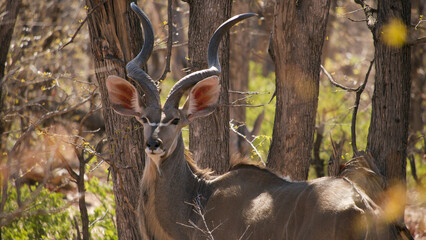 kudu, Tragelaphus strepsiceros, portrait 176
