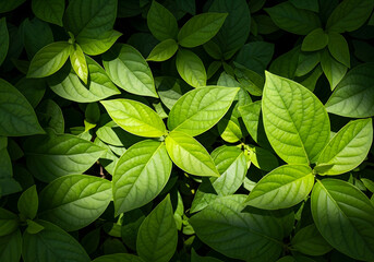 Dark green plants growing in a lush foliage background of tropical leaves like anthurium, epiphytes, or ferns, forming a beautiful green plant wall design in a cloud forest
