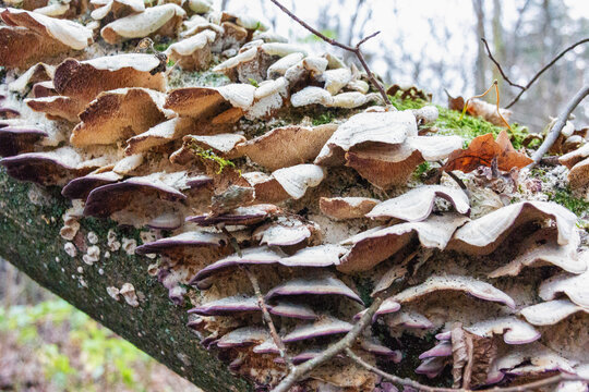 Mushrooms on a tree trunk in the forest