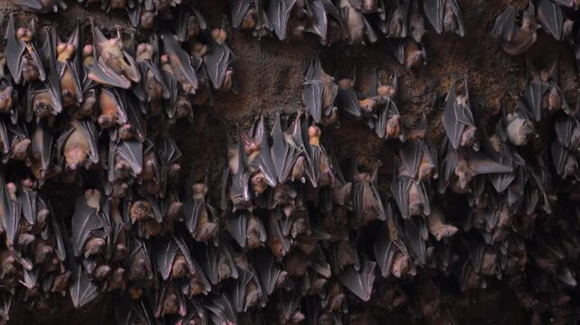 Colony of bats hanging inside dark cave