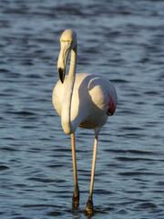 Flamenco común posado en aguas someras, Aiguamolls de l’Empordà, Cataluña, España, Europa