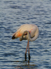 Flamenco común acicalándose en laguna, Aiguamolls de l’Empordà, Cataluña, España, Europa