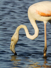Flamenco común filtrando agua en primer plano, Aiguamolls de l’Empordà, Cataluña, España, Europa