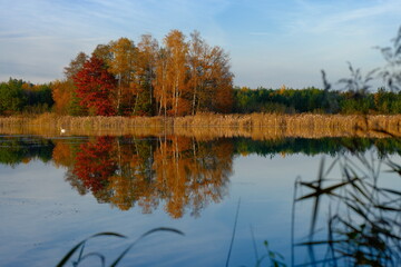 Jesienny pejzaż nad jeziorem z odbiciem drzew i samotnym łabędziem