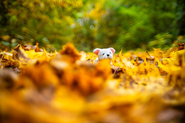 Plush dog in fallen golden leaves