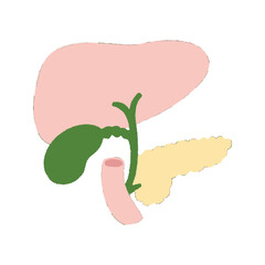 Human Liver Gallbladder Pancreas and Duodenum Anatomy Illustration.