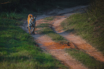 Tigress from Panna National Park walking straight towards our vehicle 