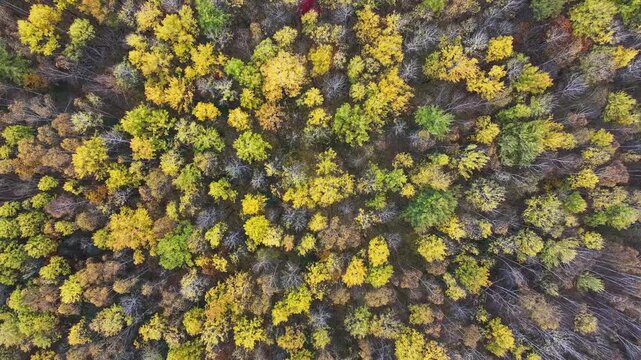 Golden birch forest in autumn of Northeast China