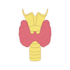 Human Thyroid Gland and Trachea Anatomy Illustration.