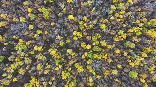 Golden birch forest in autumn of Northeast China