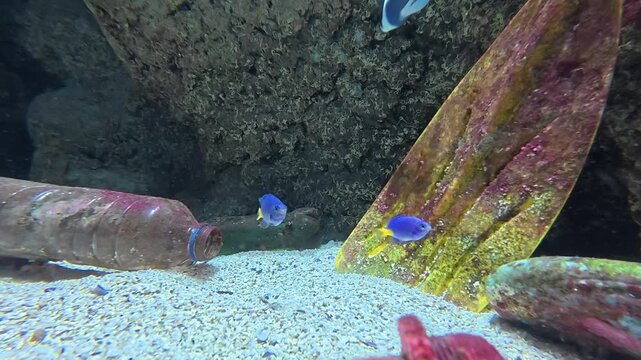 Palme, bouteille en plastique et poissons tropicaux
