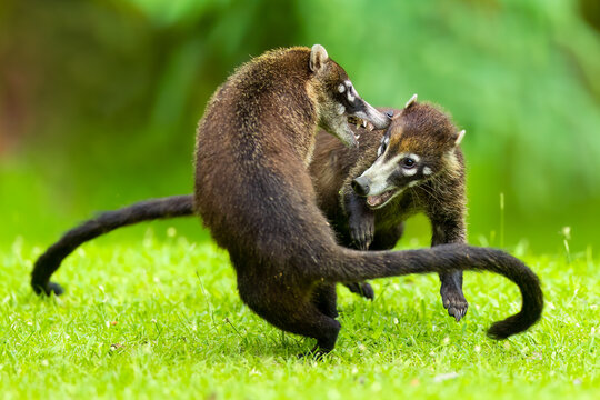 White-nosed coati / Coat&iacute; de nariz blanca / Wei&szlig;r&uuml;ssel-Nasenb&auml;r (Nasua narica)