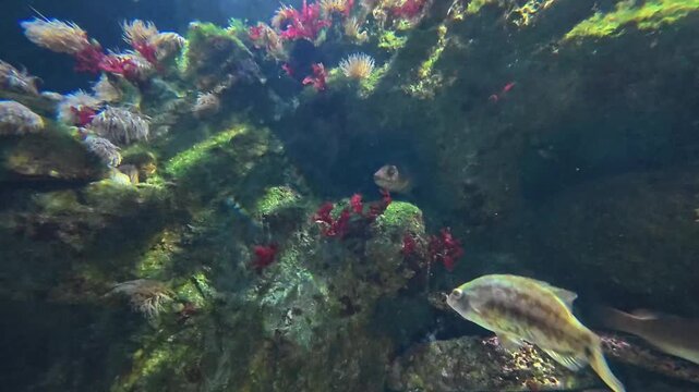Poisson tigr&eacute; qui sort d'une cavit&eacute;. vision sous-marine 