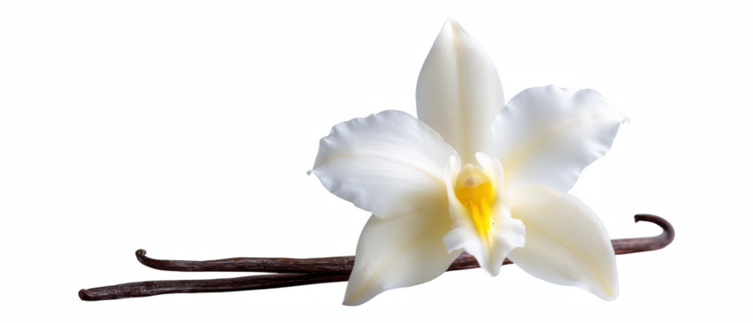 Closeup vanilla flower isolated pod background, glossy cut-out photo with pure flavour and leaf with glossy, leaf, swirl