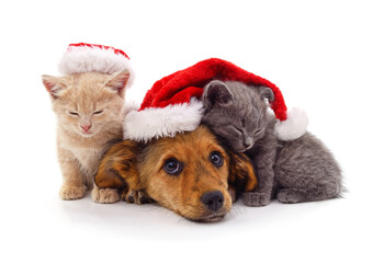 Cute puppy and kittens wearing Santa hats on white background.