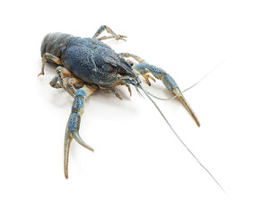 Blue crayfish on white background.