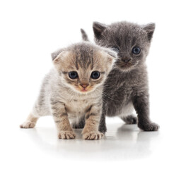 Two funny kittens on a white background.