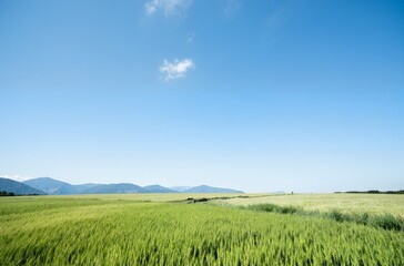 Obraz premium green field and blue sky