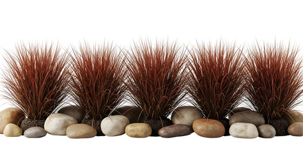 A horizontal row of red-brown ornamental grasses standing among smooth, rounded river stones, isolated on transparent background.