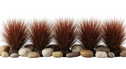 A horizontal row of red-brown ornamental grasses standing among smooth, rounded river stones, isolated on transparent background.