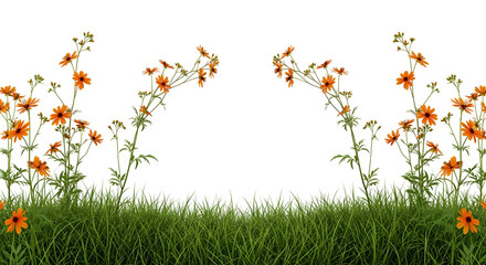 Symmetrical sprays of slender orange flowers emerging from green grass, isolated on transparent background.