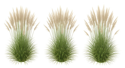 Row of three isolated Pampas grass clumps with pale beige plumes, isolated on transparent background.