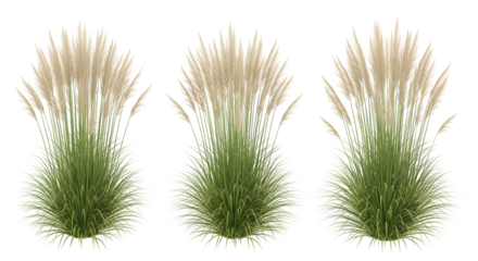 Row of three isolated Pampas grass clumps with pale beige plumes, isolated on transparent background.