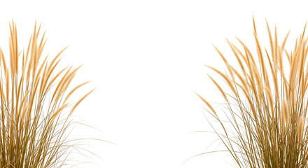 Symmetrical clusters of golden-yellow ornamental grass plumes, isolated on transparent background.