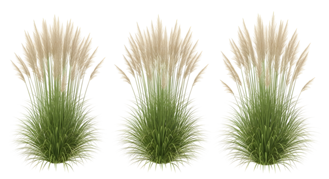 Row of three isolated Pampas grass clumps with pale beige plumes, isolated on transparent background.