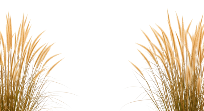 Symmetrical clusters of golden-yellow ornamental grass plumes, isolated on transparent background.