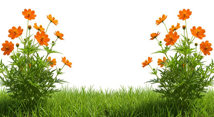 Symmetrical orange cosmos flowers and foliage over lush green grass border, isolated on transparent background.v
