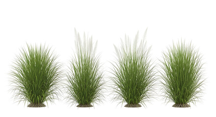 Row of four isolated clumps of tall green grass, two with white feathery plumes, isolated on transparent background.