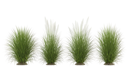 Row of four isolated clumps of tall green grass, two with white feathery plumes, isolated on transparent background.
